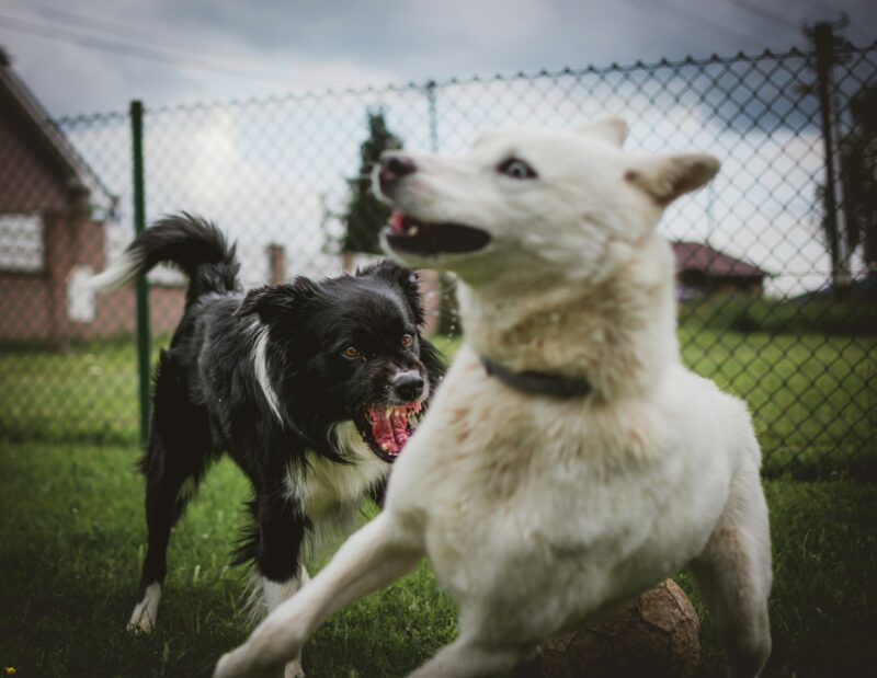 dog bite lawyer